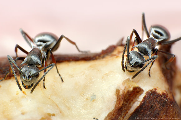 Science Time- Is The Temperature Resistant Ant The Future?