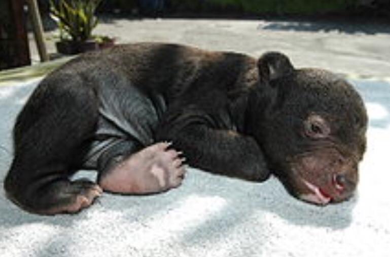 44 days old, does it look like a dog? The animal has now been taken into care at the Yunnan Wildlife Rescue Centre after the family got in touch requesting help. Footage taken by officials shows it standing about a metre tall. Staff were so intimidated by the animal – which had lived in the family home – they sedated it before transportation. It has been identified as an endangered Asiatic Black Bear, which would fetch thousands of pounds if sold on the black market.