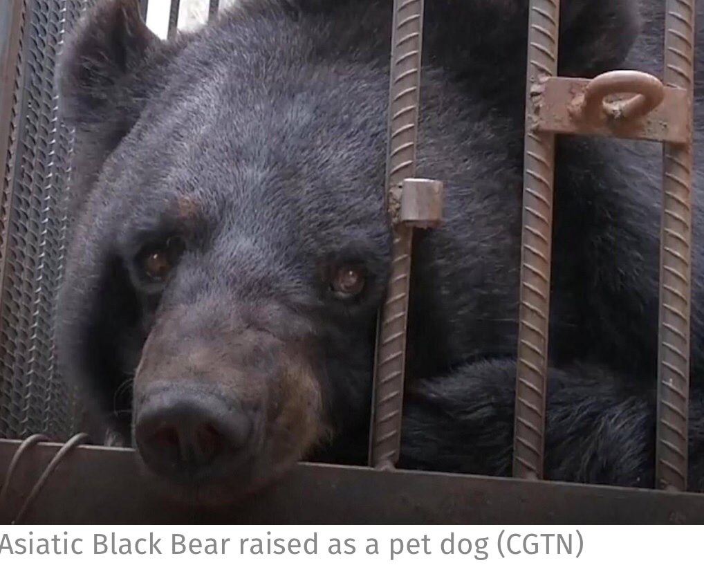 The family say they bought the animal believing it to be a Tibetan mastiff while on holiday in 2016. Any embarrassment they felt may have been mitigated by the fact they are not the first among their neighbours to mistake the ursine for the canine when on the lookout for a family pet.