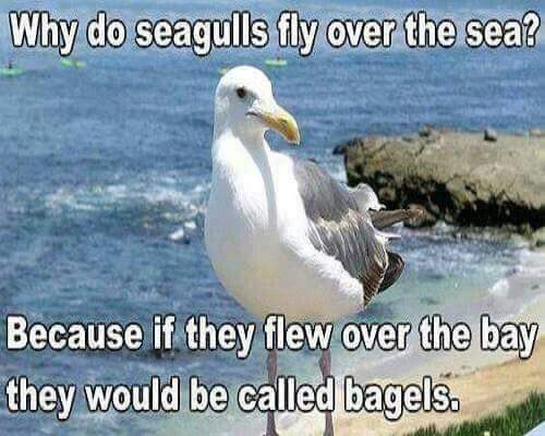 do seagulls fly over the sea - Why do seagulls fly over the sea? Because if they flew over the bay they would be called bagels.