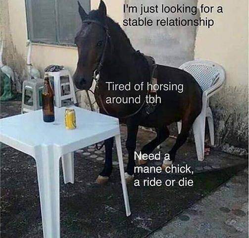 stable relationship meme - I'm just looking for a stable relationship Tired of horsing around tbh Need a mane chick, a ride or die