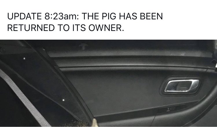 Cops Called To A Man Chased By A Pig Think They've Got A Joker On Their Hands