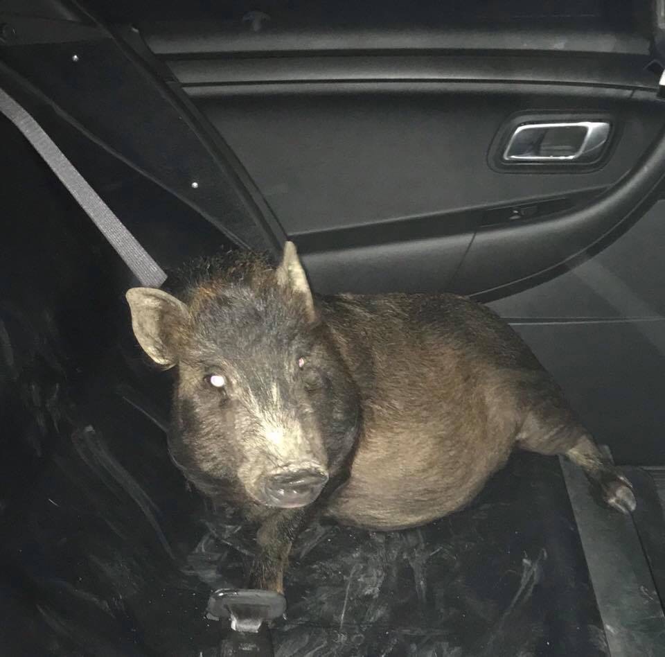 Cops Called To A Man Chased By A Pig Think They've Got A Joker On Their Hands
