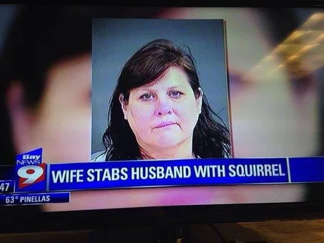 woman stabs husband with squirrel - Bay New Wife Stabs Husband With Squirrel 63 Pinellas