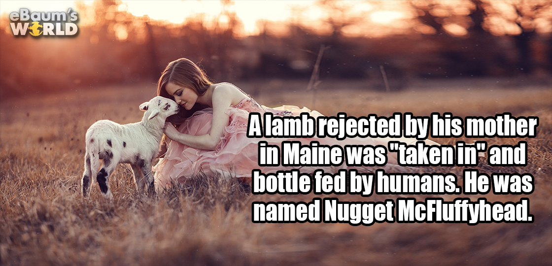 lonely vegan teuth love quotes - eBaums World Alamb rejected by his mother in Maine was taken in and bottle fed by humans. He was named Nugget McFluffyhead.