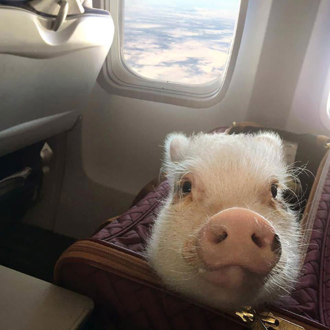 pig flying in a plane
