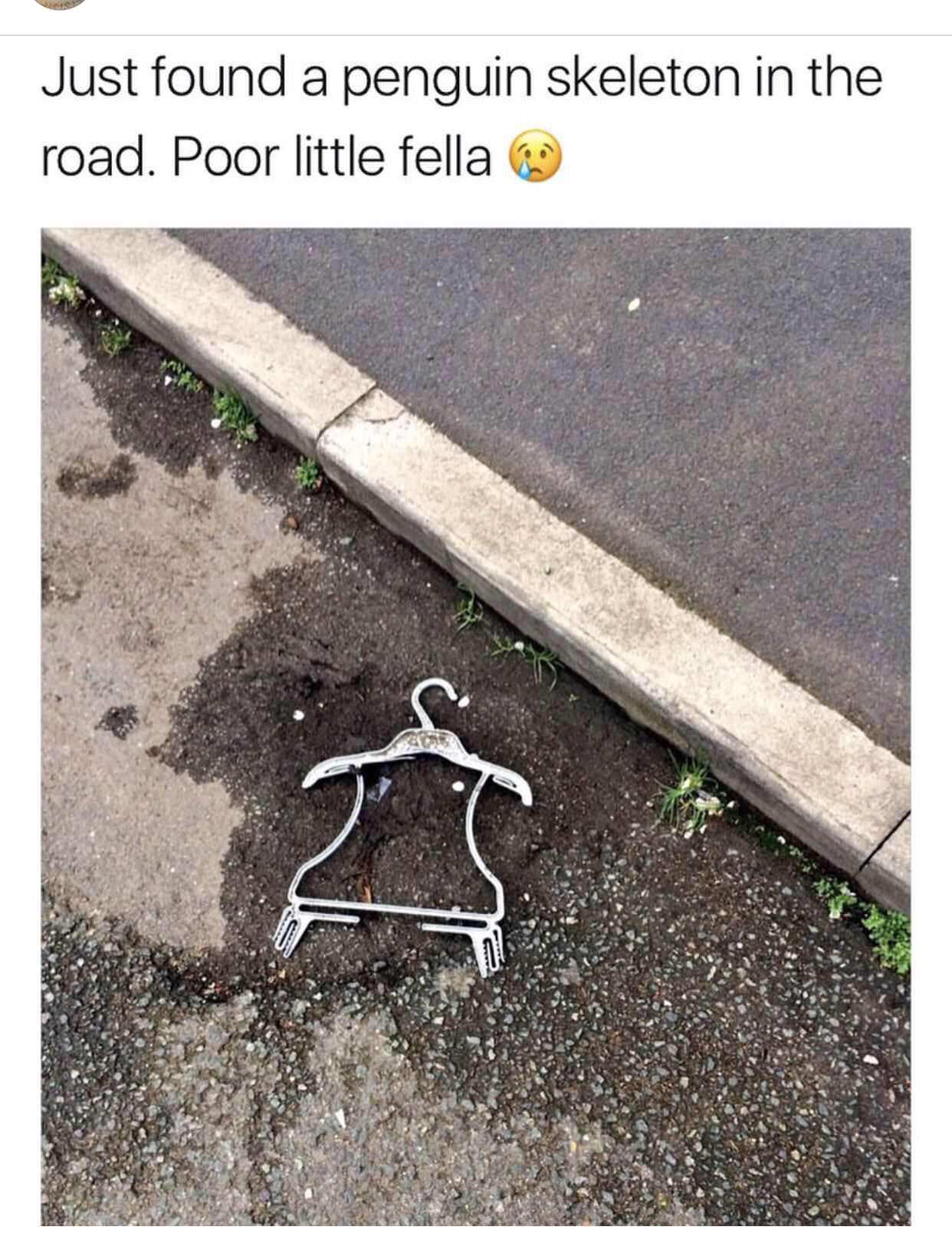 memes - road meme - Just found a penguin skeleton in the road. Poor little fella