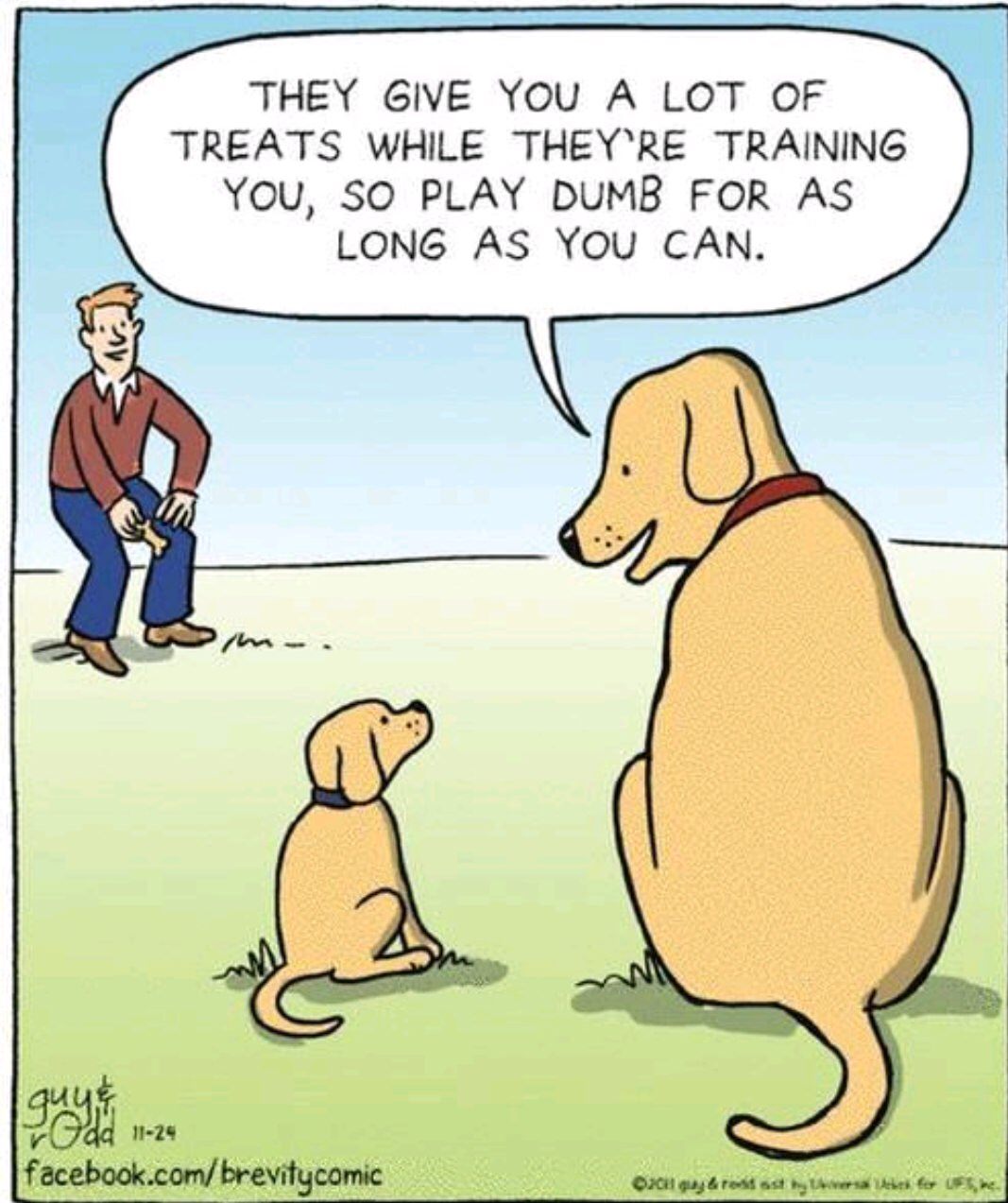 memes - funny dog cartoons - They Give You A Lot Of Treats While They'Re Training You, So Play Dumb For As Long As You Can. facebook.combrevitycomic Oculqurasdast tversake for