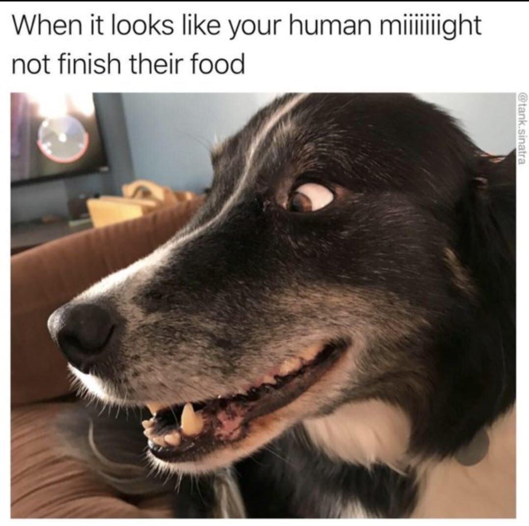 memes - dog memes best doggo memes - When it looks your human miiiilight not finish their food .sinatra