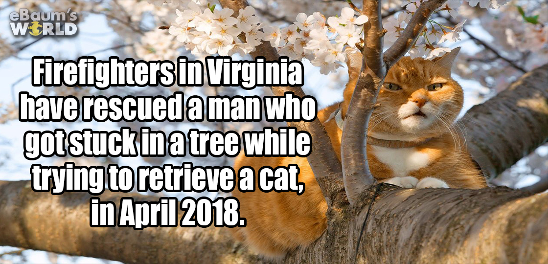 wildlife - eBaum's World Firefighters in Virginia have rescued a man who got stuck in a tree while trying to retrieve a cat, in .