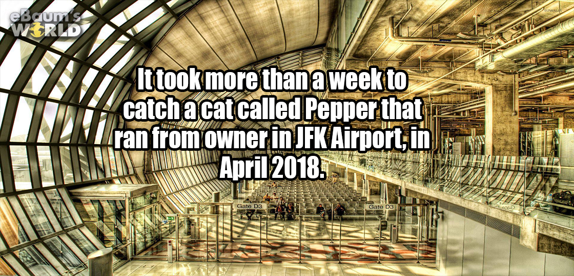 tourist attraction - ebaumes World It took more than a week to catch a cat called Pepper that ran from owner in Jfk Airport in .