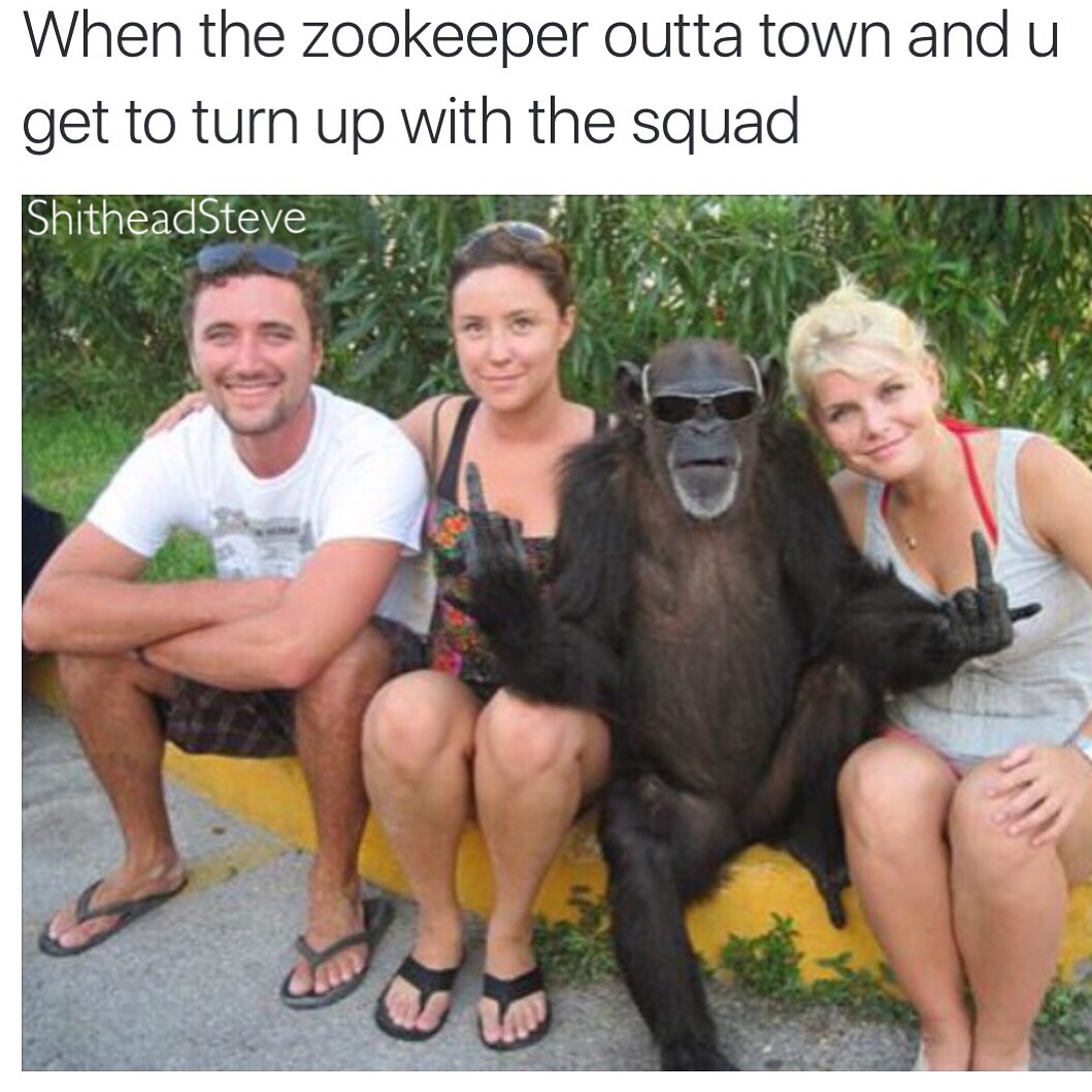 tweet - turn up meme - When the zookeeper outta town and u get to turn up with the squad ShitheadSteve