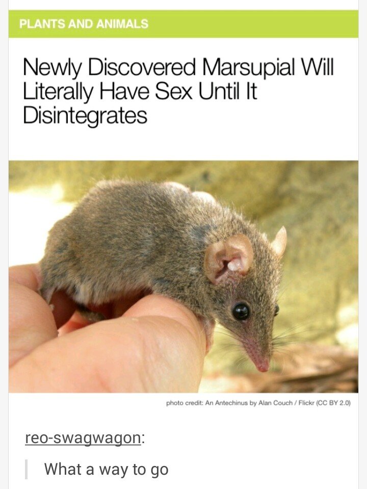 tweet - animal has the best sex - Plants And Animals Newly Discovered Marsupial Will Literally Have Sex Until It Disintegrates photo credit An Antechinus by Alan Couch Flickr Cc By 2.0 reoswagwagon What a way to go
