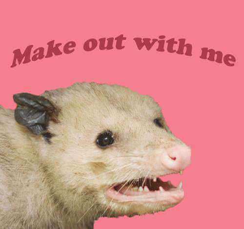 make out with me possum - Make out with me