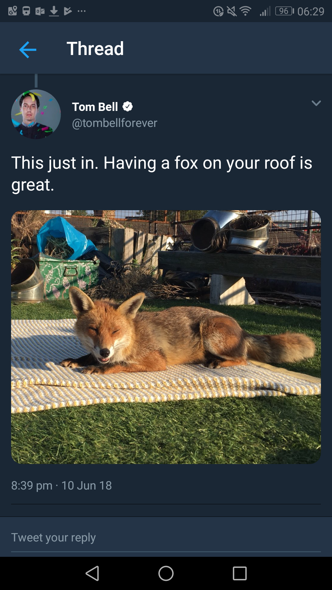 Feel Good Post About A Wild Fox Sunbathing On Someones Roof