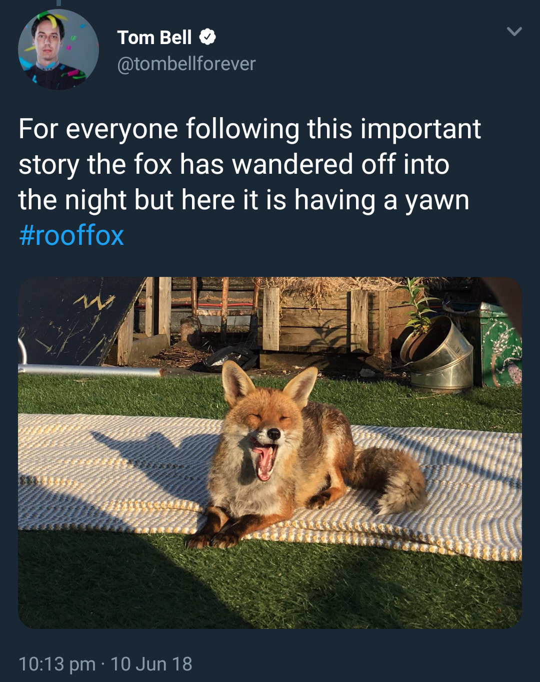 Feel Good Post About A Wild Fox Sunbathing On Someones Roof