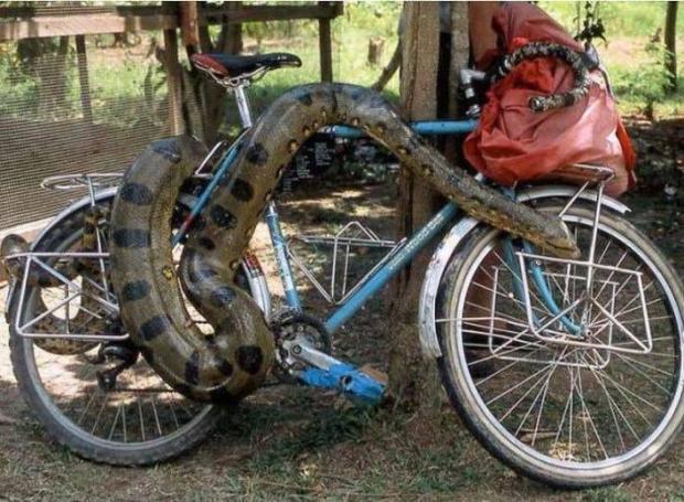 No one will get your bike now... not even you!