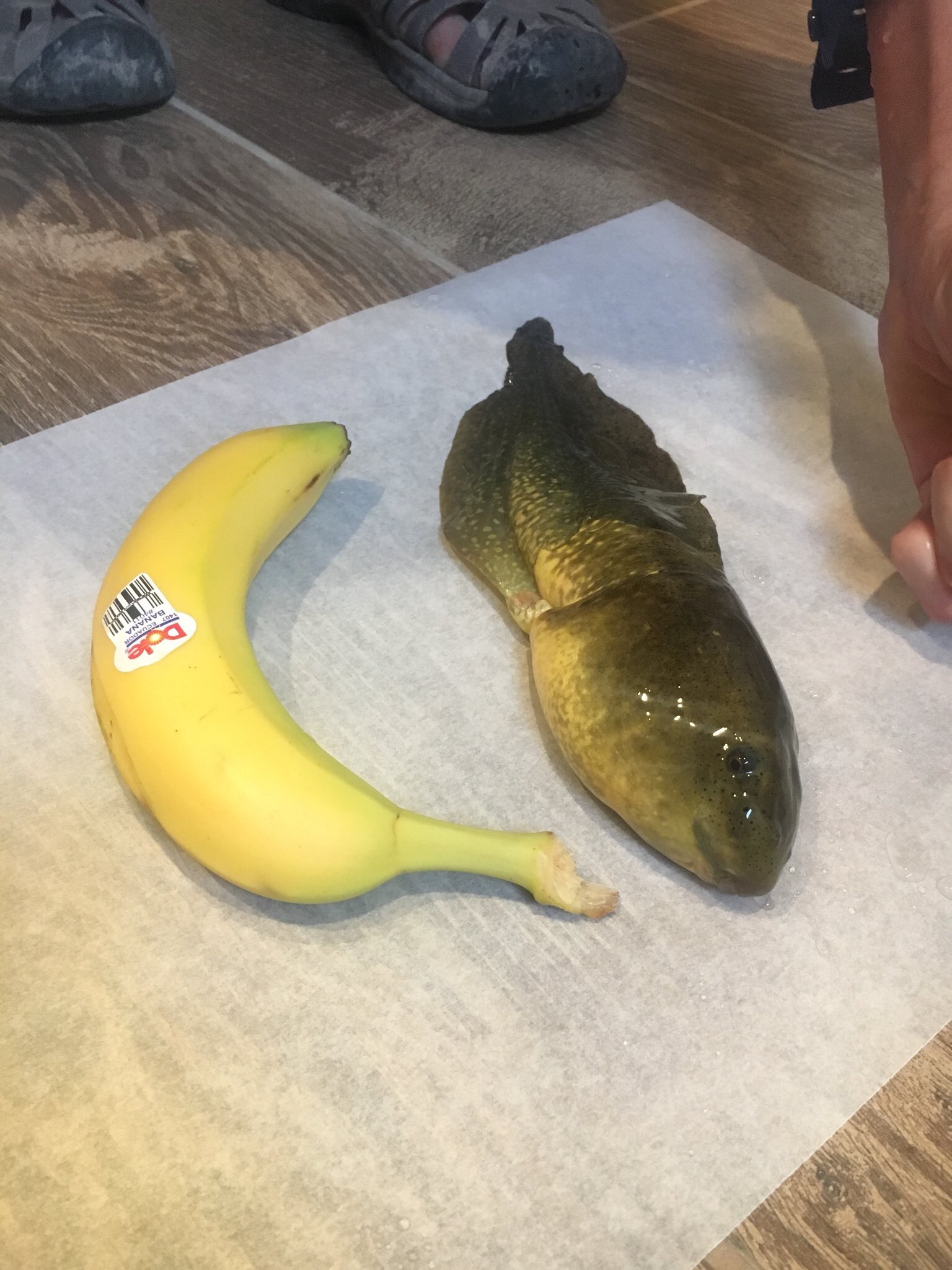 Banana for scale.