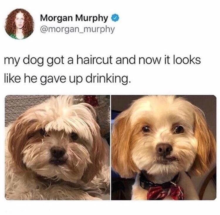 looking like a snack - Morgan Murphy my dog got a haircut and now it looks he gave up drinking.
