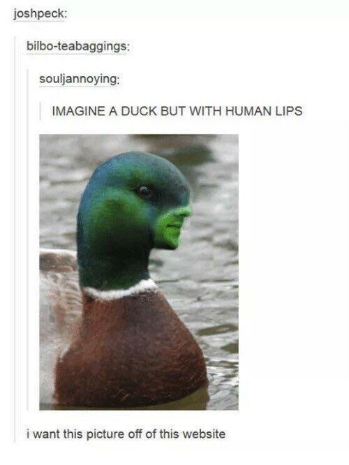 imagine a duck but with human lips - joshpeck bilboteabaggings souljannoying Imagine A Duck But With Human Lips i want this picture off of this website