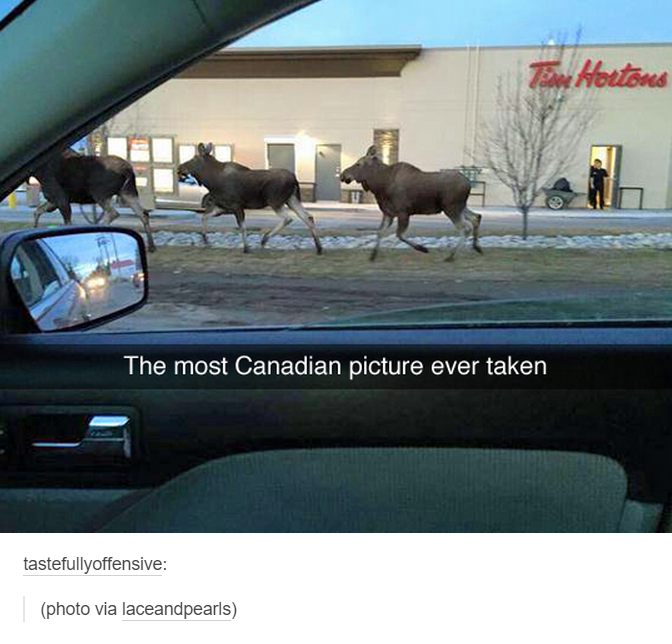 37 Awesome Pics To Celebrate The Most Important Day For Our Canadian Friends