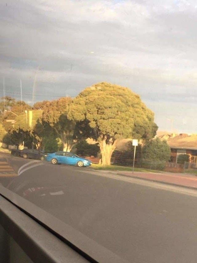 trees that look like broccoli