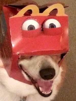 happy meal dog