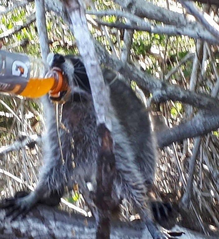cursed images raccoon