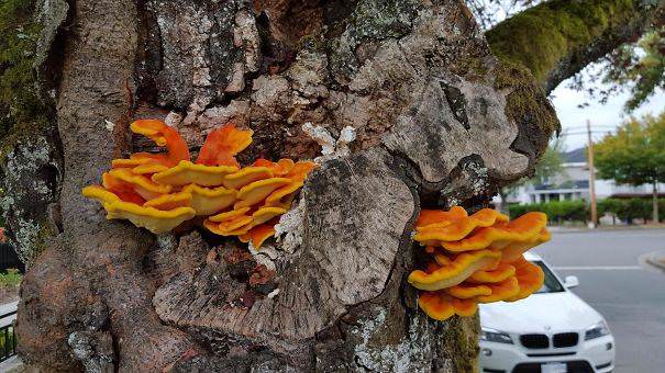 Things That Look Like Bacon That Mericans Love So Much In Time For 4th Of July