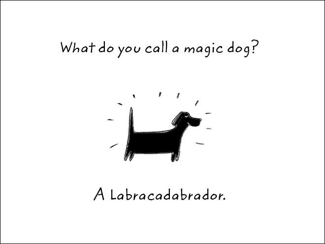 dad jokes -funny puns - What do you call a magic dog? A Labracadabrador.
