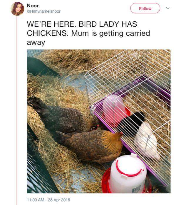 Crazy Birdlady Drags Her Daughter Into A Quest For Secret Parrots