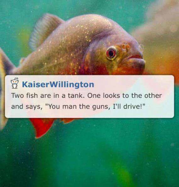 dad jokes - kaiser joke - Kaiser Willington Two fish are in a tank. One looks to the other and says, "You man the guns, I'll drive!"