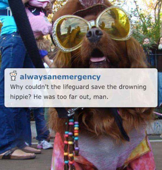 dad jokes - hippie dog - alwaysanemergency Why couldn't the lifeguard save the drowning hippie? He was too far out, man.