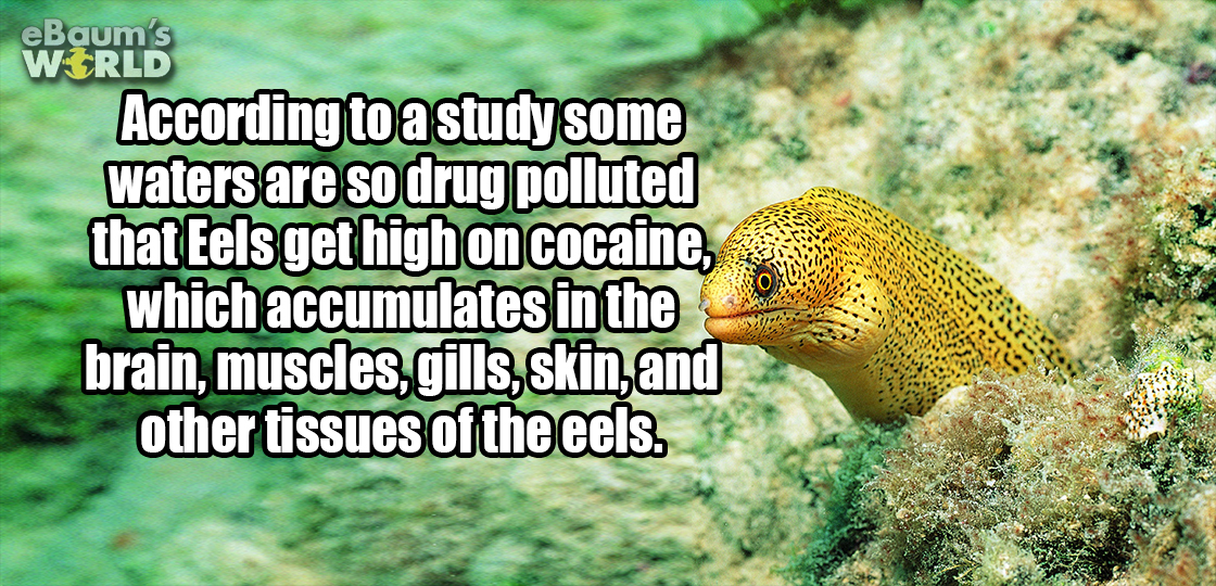 beak - eBaum's Wrld According to a study some waters are so drug polluted that Eels get high on cocaine, which accumulates in the brain, muscles, gills,skin, and other tissues of the eels.
