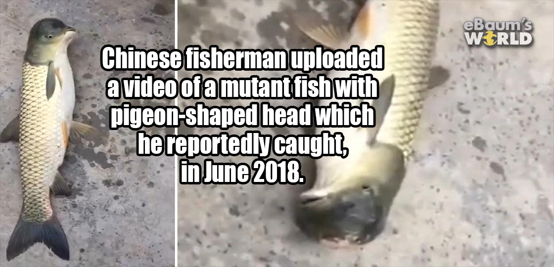 Wers Chinese fisherman uploaded a video of a mutant fish with pigeonshaped head which he reportedly caught, in .