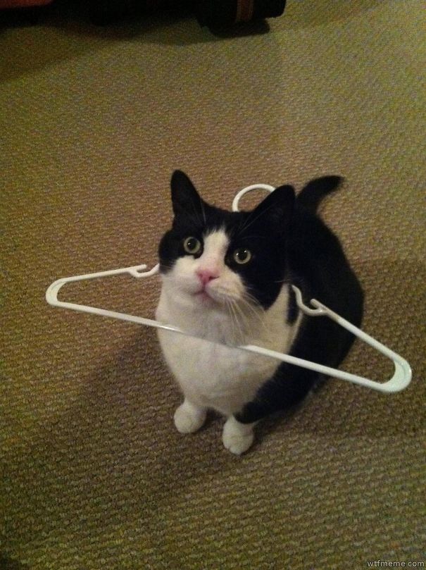 22 Cats Who Got Themselves In Quite The Predicament Gallery eBaum's