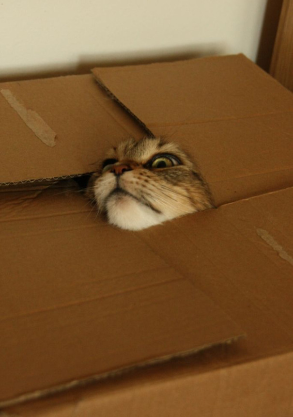 cat hiding in a box