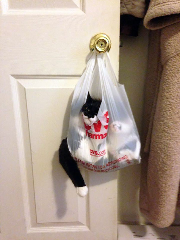 22 Cats Who Got Themselves In Quite The Predicament