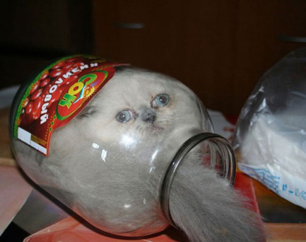 cat in a jar