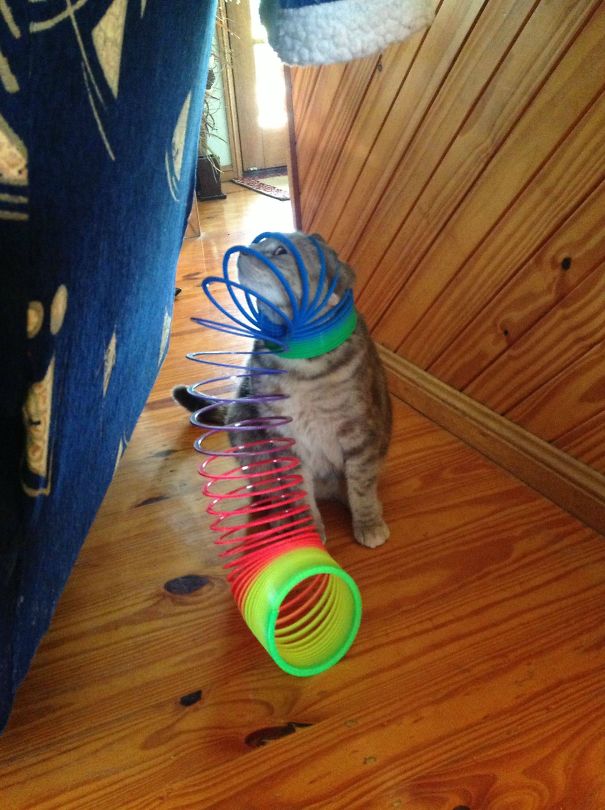 cat slinky - ,