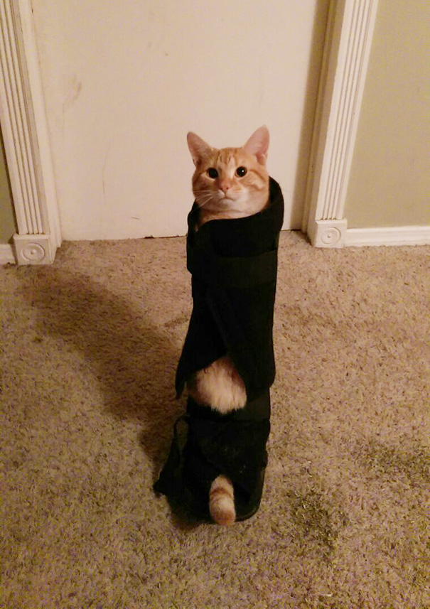 22 Cats Who Got Themselves In Quite The Predicament