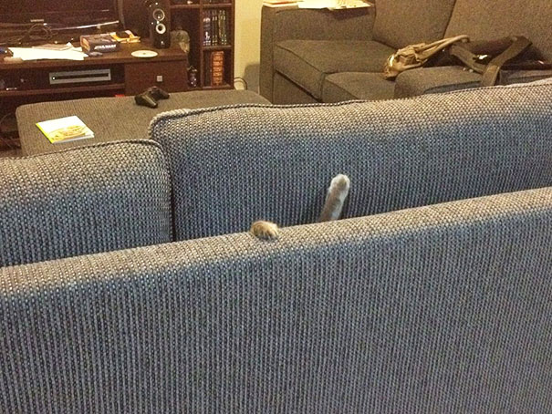 cats stuck in couches