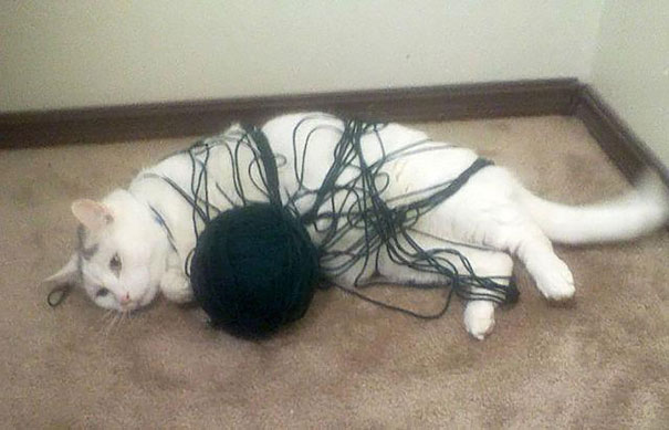 cat stuck in ball of yarn