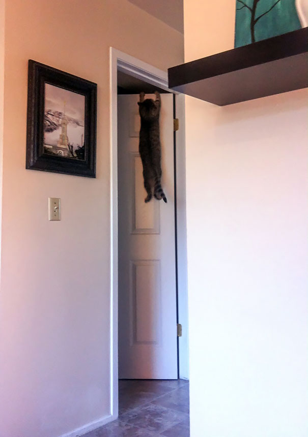 22 Cats Who Got Themselves In Quite The Predicament