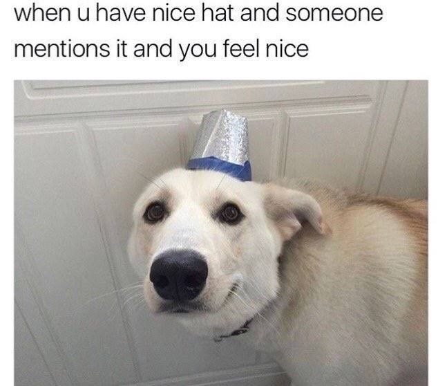 wholesome meme cute doggo memes - when u have nice hat and someone mentions it and you feel nice