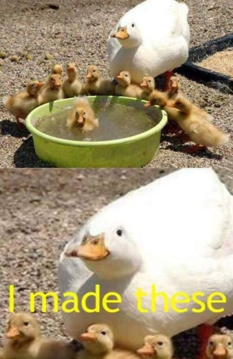 wholesome meme duck memes