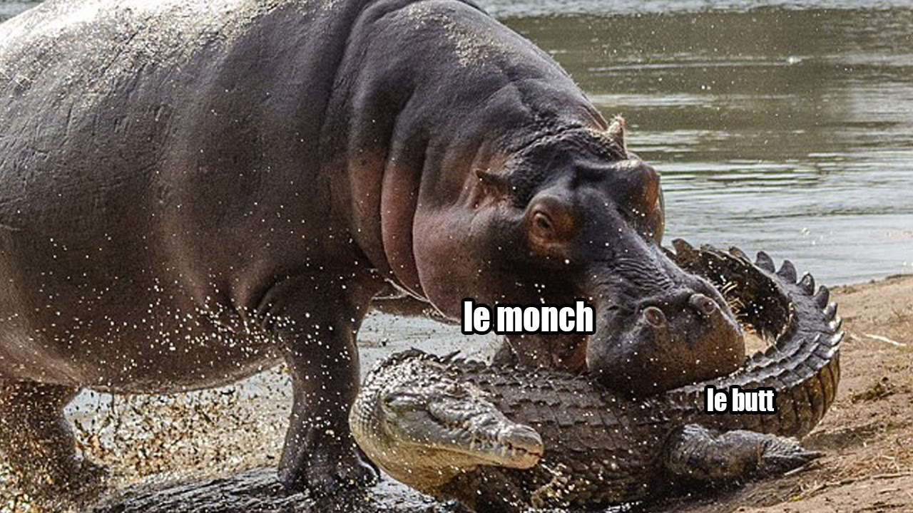 hippo and alligator