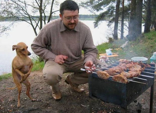 dog awkwardly standing dogs