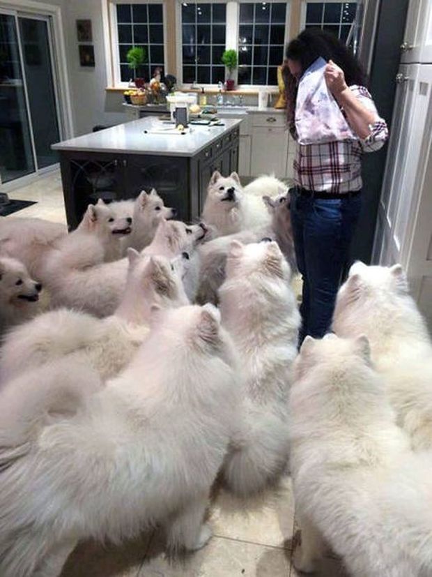 dog do you see yourself in 10 years dogs