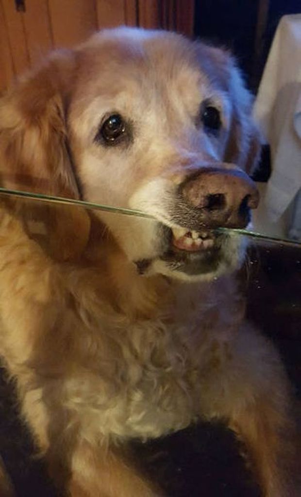 dog dog on glass table